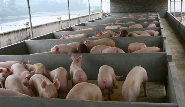 猪粪发酵有机肥
