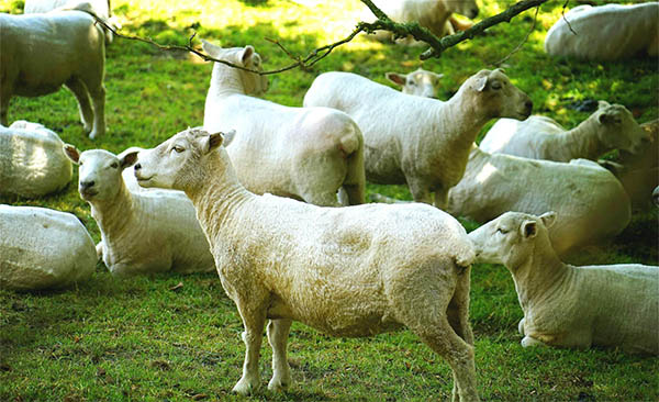 羊粪怎么处理成有机肥？