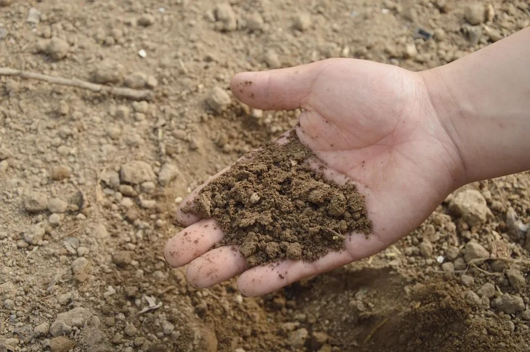 土壤有机质的7大作用！