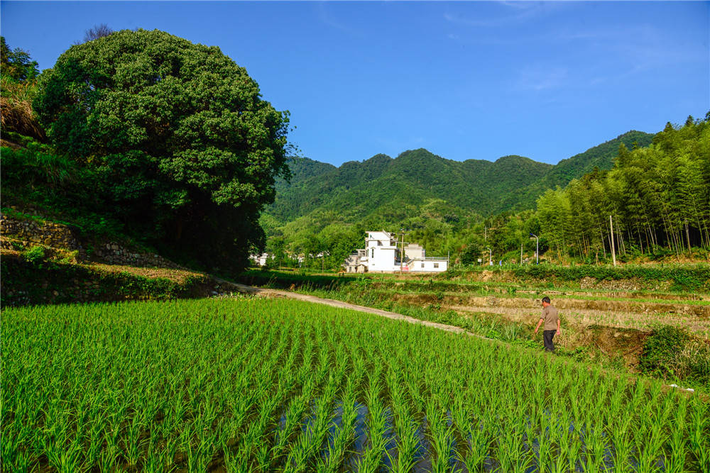 浅谈畜禽粪便堆肥处理生产有机肥的工艺与设备